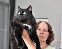 Домашний кот Филимон на Всемирной выставке кошек 2009 в г. Самара Домашний кот Филимон