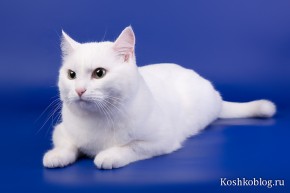 Котик белого окраса